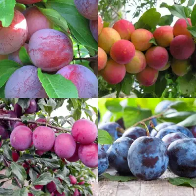 Комплект СЛИВОВЫЙ САД в Витебске