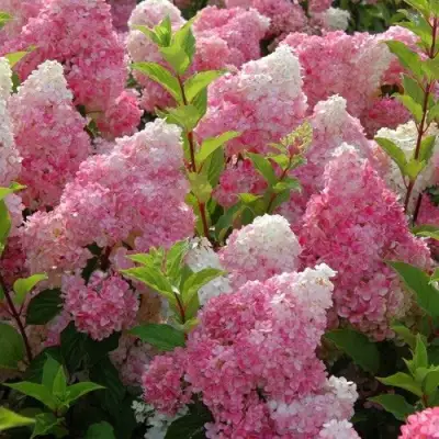 гортензия мельба фрайз