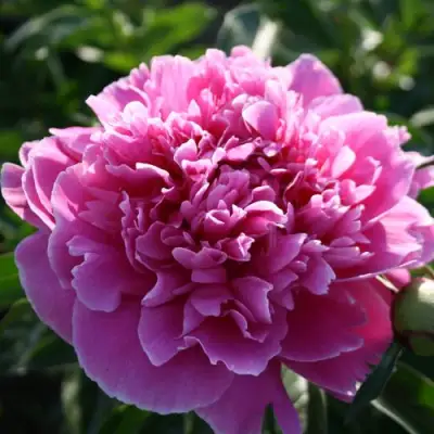 Пион ГОЛУБАЯ ХРИЗАНТЕМА травянистый в Витебске