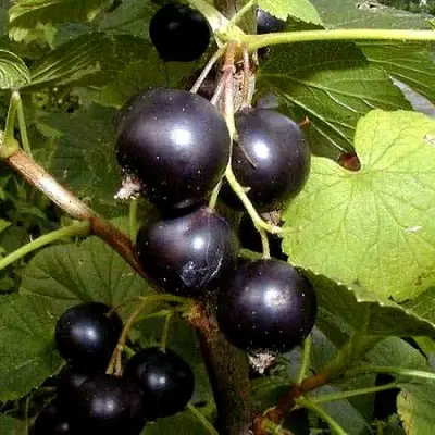 Смородина чёрная БИНАР в Витебске