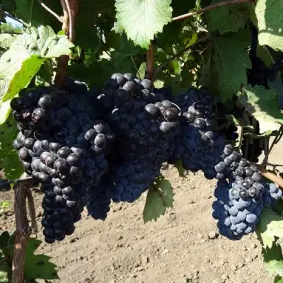 Виноград ДЕНИСОВСКИЙ в Витебске