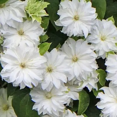 Клематис МАРИЯ СКЛОДОВСКАЯ-КЮРИ в Витебске