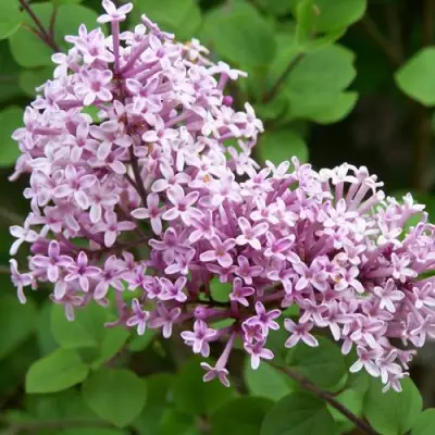 Сирень ПАЛИБИН  в Витебске