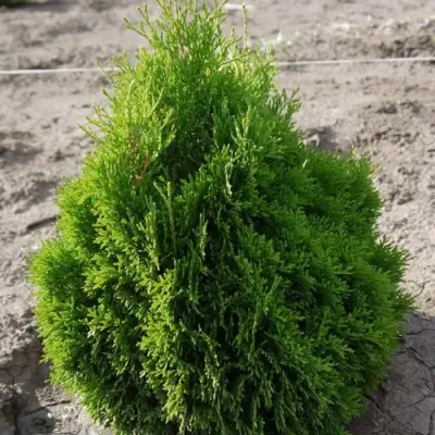 Туя МИКИ западная в Витебске