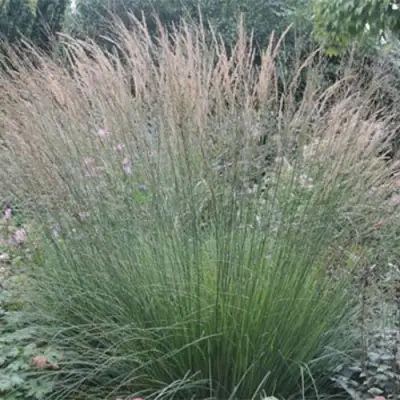 Молиния ХАЙДЕБРАУТ голубая в Витебске