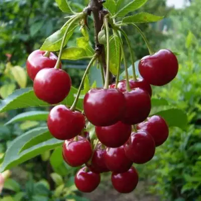 Вишня ВЯНОК в Витебске