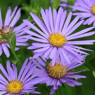 Астра ЛЕДИ ИН БЛЮ в Витебске