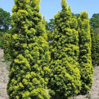 Тис ДАВИД ягодный в Витебске