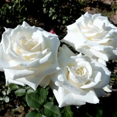 Роза БОИНГ чайно-гибридная в Витебске