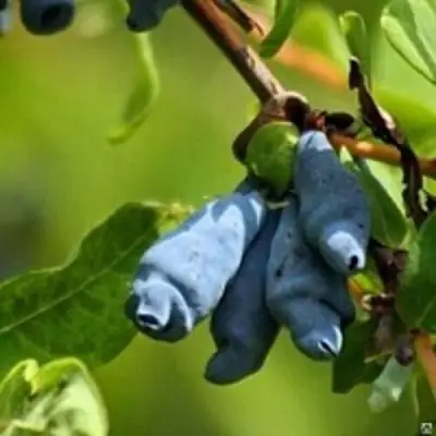 Жимолость съедобная ПУШКИНСКАЯ в Витебске