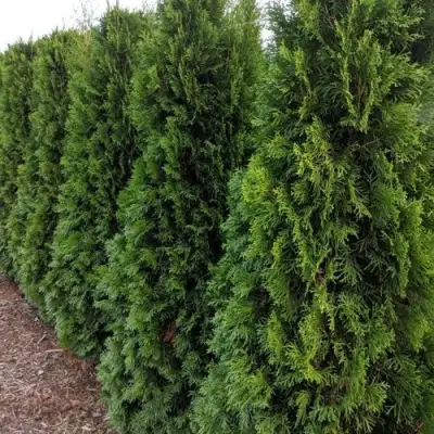 Туя ПИРАМИДАЛИС КОМПАКТА западная в Витебске