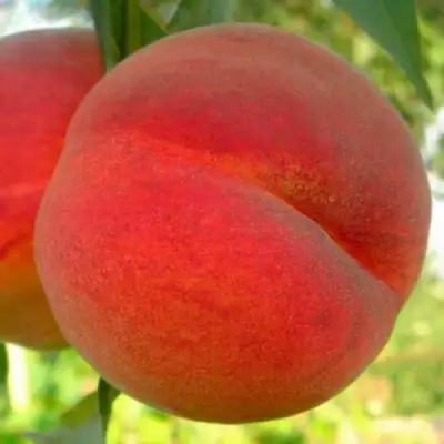 Персик МАЙСКИЙ ЦВЕТОК в Витебске