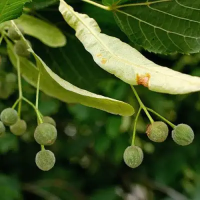 Липа сердцевидная в Витебске