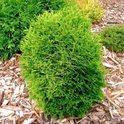 Туя ВОТЕРФИЛД западная в Витебске