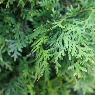 Туя ПИРАМИДАЛИС КОМПАКТА западная в Витебске