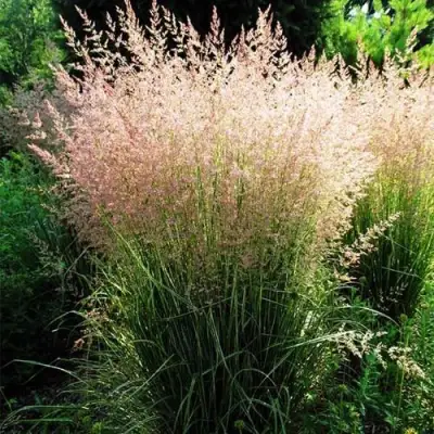 Молиния ФОНТЕЙН тростниковая в Витебске