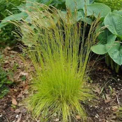 Щучка ТАТРА ГОЛД извилистая в Витебске