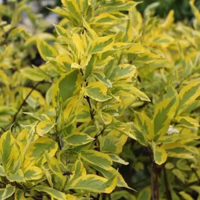 Дерен ШПЕТА белый в Витебске