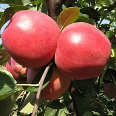 Яблоня ЗАСЛАВСКОЕ в Витебске