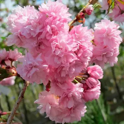 Сакура КИКУ ШИДАРЕ в Витебске