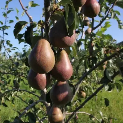 Груша БРЯНСКАЯ КРАСАВИЦА в Витебске