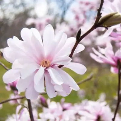 Магнолия РОЗЕЯ в Витебске