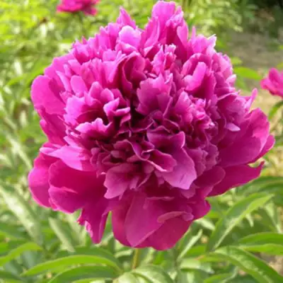 Пион КИТАЙСКИЙ ШЕЛК травянистый в Витебске