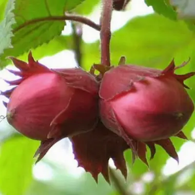 Фундук АЙВЕНГО в Витебске