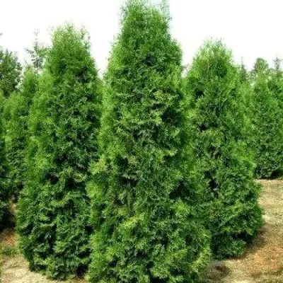Туя ПИРАМИДАЛИС КОМПАКТА западная в Витебске