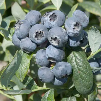 Голубика БРИГИТТА в Витебске