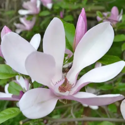 Магнолия ДЖОРДЖ ГЕНРИ КЕРН в Витебске