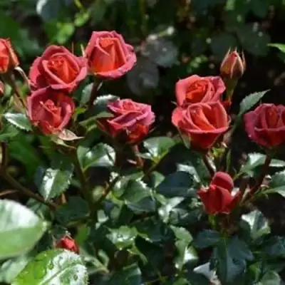 Роза ЧОКОЧИНО спрей в Витебске