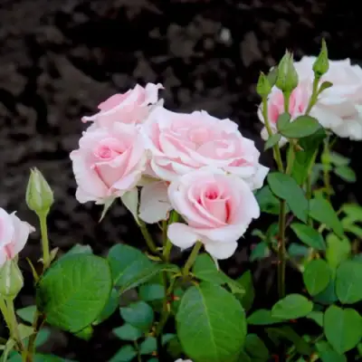 Роза ФЛАМИНГО чайно-гибридная в Витебске