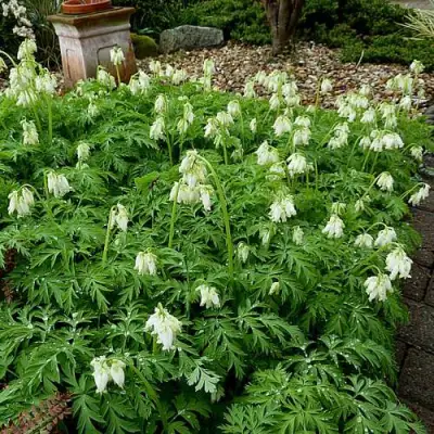 Дицентра красивая АВРОРА в Витебске