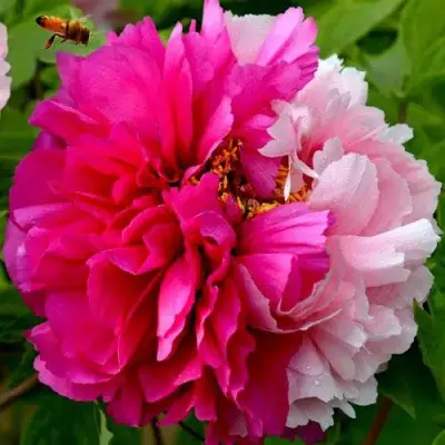 Пион ДВЕ СЕСТРЫ древовидный в Витебске