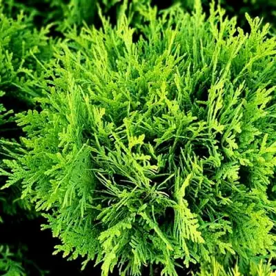 Туя ДАНИКА западная в Витебске