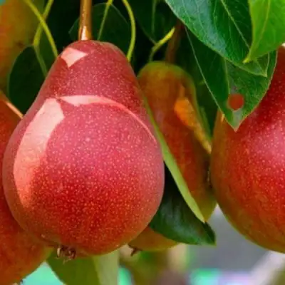 Груша ГЕРА в Витебске