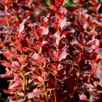 Барбарис ВУЛКАНО тунберга в Витебске