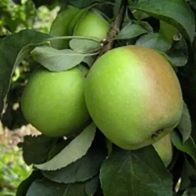 Яблоня ПАМЯТЬ СИКОРЫ в Витебске