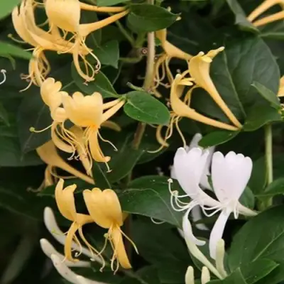 Жимолость ХАЛЛИАНА японская (Хелиана) в Витебске