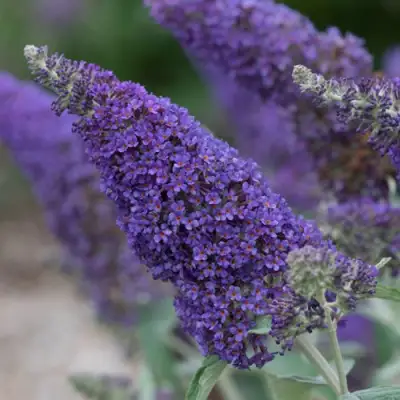 Буддлея НАНО ПЕРПЛ  в Витебске