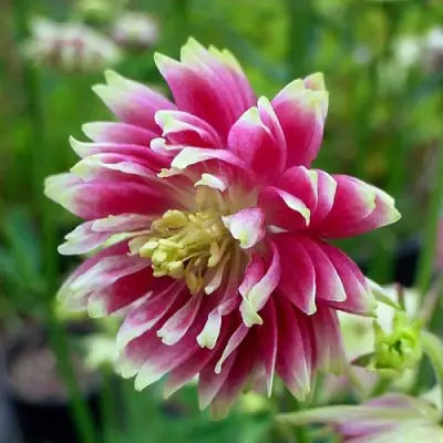 Аквилегия БАРЛОУ НОРА гибрид МакКаны в Витебске