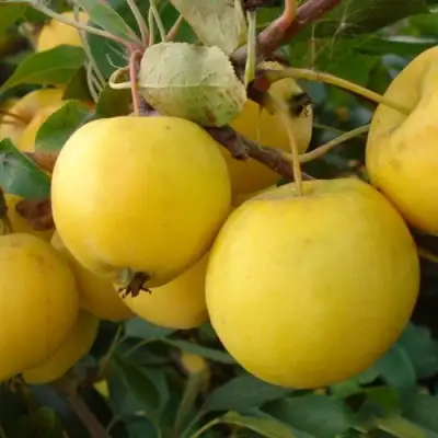 Яблоня УРАЛЬСКОЕ НАЛИВНОЕ в Витебске