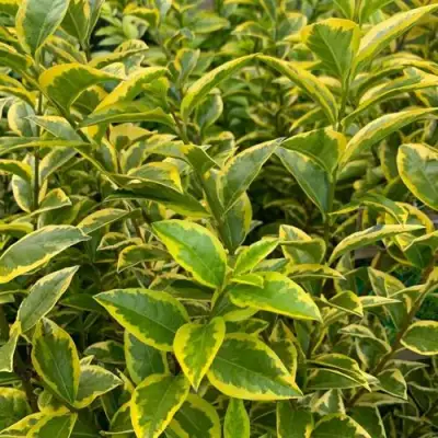 Бирючина АУРЕУМ овальнолистная в Витебске