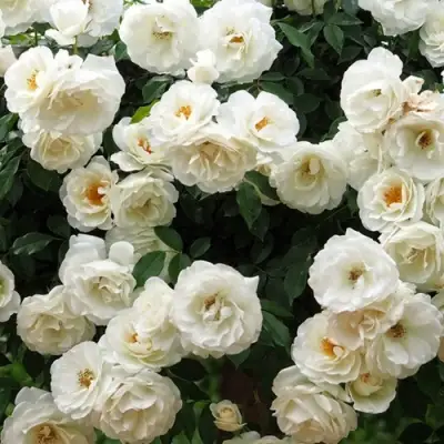 Роза АЙСБЕРГ флорибунда в Витебске