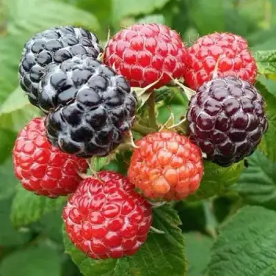 Малина БРИСТОЛЬ в Витебске