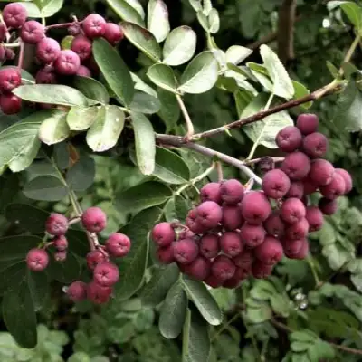 Рябина ДЕСЕРТНАЯ МИЧУРИНА сладкоплодная в Витебске