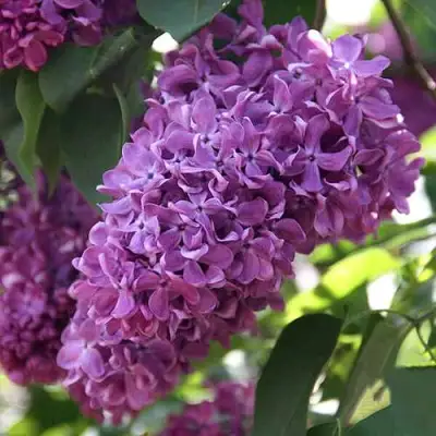 Сирень КАПИТАН ГАСТЕЛЛО в Витебске