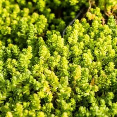 Очиток (седум) ЙЕЛЛОУ КВИН едкий в Витебске