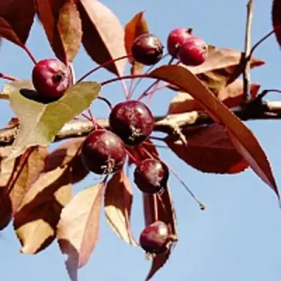 Яблоня РОЯЛТИ декоративная в Витебске